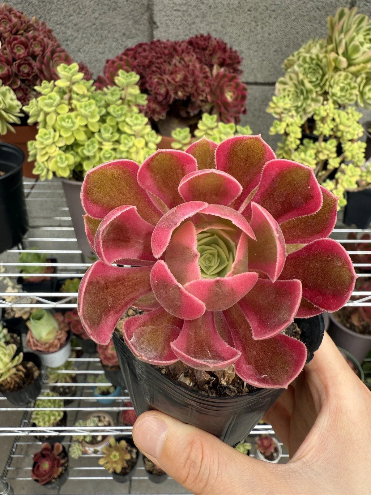 Live Succulent Plant 2.5” Pink Witch Echeveria Rooted Cutting for Home Decor & Gardening