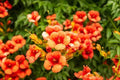 Yellow Hummingbird Bush Seeds - 20 Non-GMO Tecoma stans Trumpet Vine Seeds for Attracting Hummingbirds
