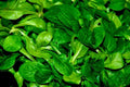 African Cabbage Seeds - 1100+ Cleome Gynandra Vegetable Seeds for Organic Gardening and Home Planting