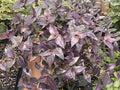 Purple Bridal Vail Live Plant Cuttings - 10 Pack, Trailing Purple Foliage, Dichondra argentea 'Emerald Falls'