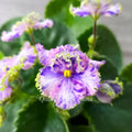 African Violet Leaf - Fresh Cut for Propagation - AV-Soap Bubbles Saintpaulia Indoor Plant Accessory
