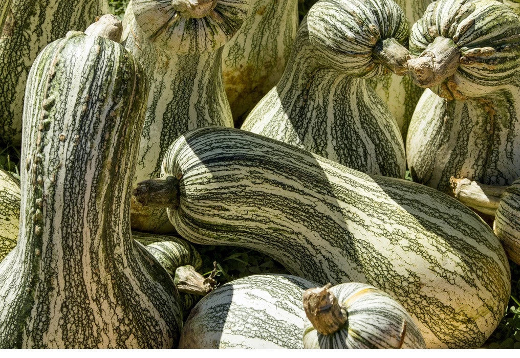Cushaw Green Striped Pumpkin Seeds - Heirloom Cucurbita mixta, Vining Gourd for Pies, Soups, Baking, 10-575 Seeds