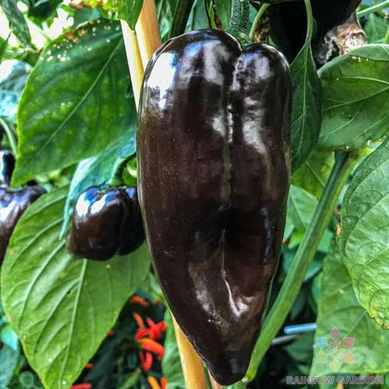 Mulato Isleno Hot Pepper Seeds - 25+ Non-GMO Capsicum annuum for Garden & Container Growing