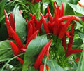 Thai Hot Red Pepper Seeds - 20 Premium Capsicum annuum Culinary Spicy Pepper Seeds for Garden & Indoor Growing