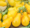 Yellow Pear Tomato Seeds - Organic Indeterminate Vegetable Seeds - Solanum lycopersicum - Pear-Shaped, Yellow Fruit
