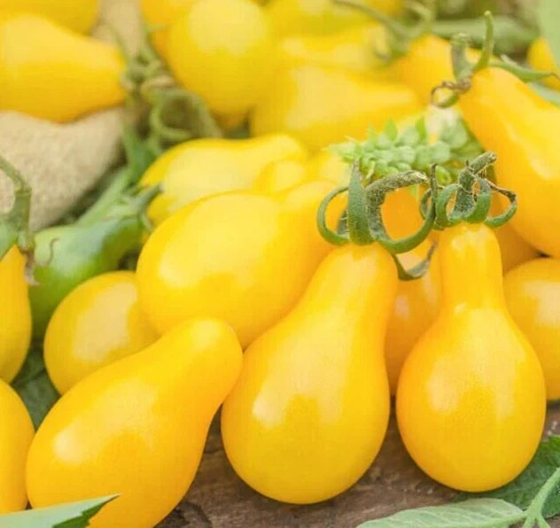 Yellow Pear Tomato Seeds - Organic Indeterminate Vegetable Seeds - Solanum lycopersicum - Pear-Shaped, Yellow Fruit