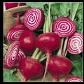 Chioggia Beet Seeds 0.5 lb | Candy Stripe Beta vulgaris var. cicla for Microgreens & Garden Growth