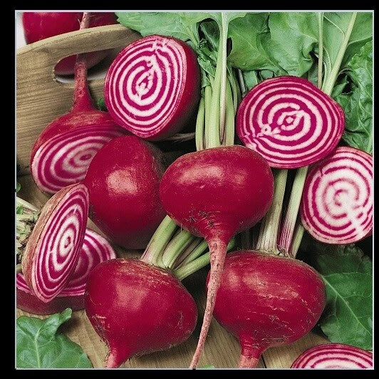 Chioggia Beet Seeds 0.5 lb | Candy Stripe Beta vulgaris var. cicla for Microgreens & Garden Growth