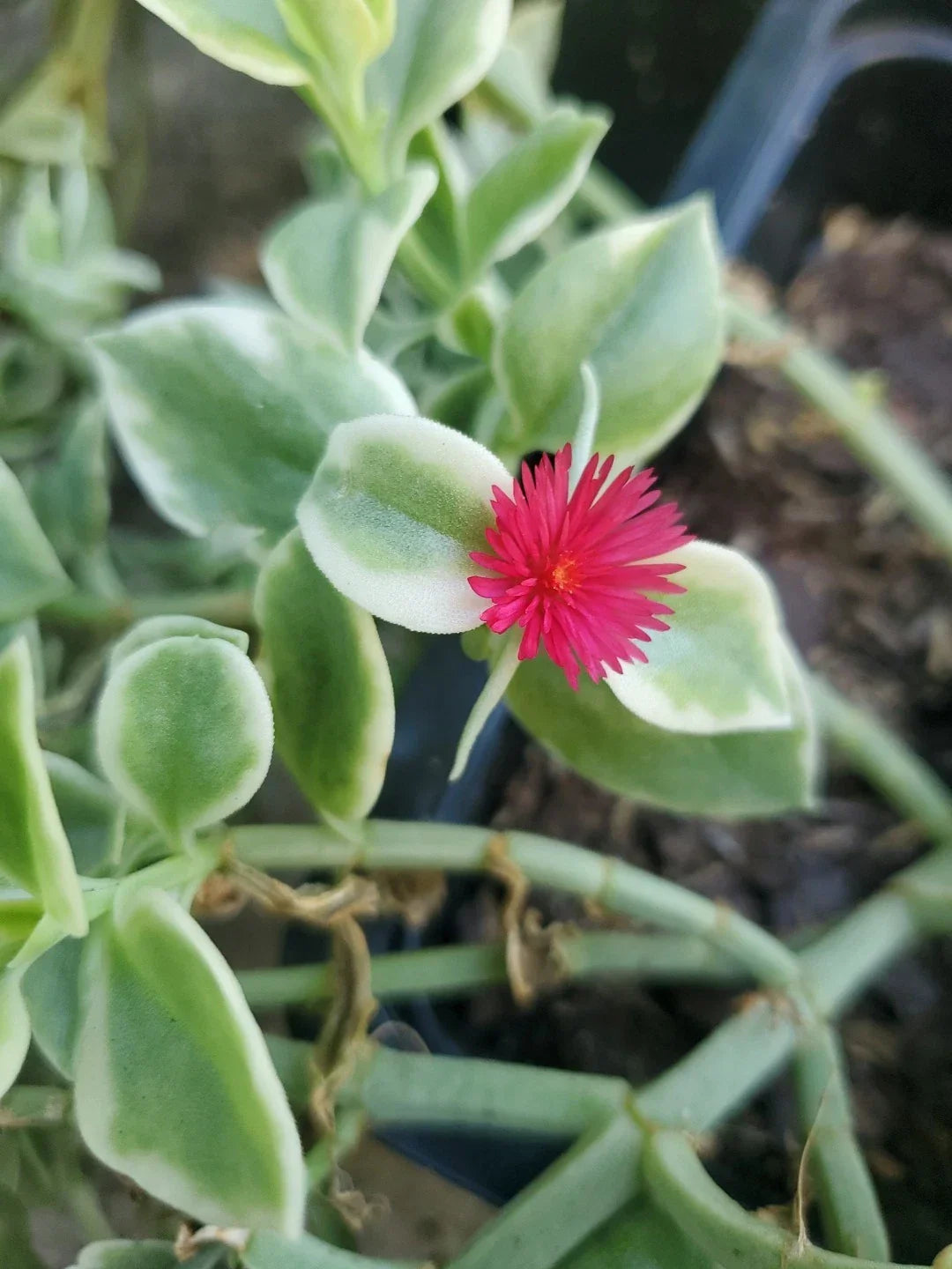 Heartleaf Ice Plant Cuttings 18" Variegata Mesembryanthemum Cordifolium Succulent Drought-Tolerant Ground Cover
