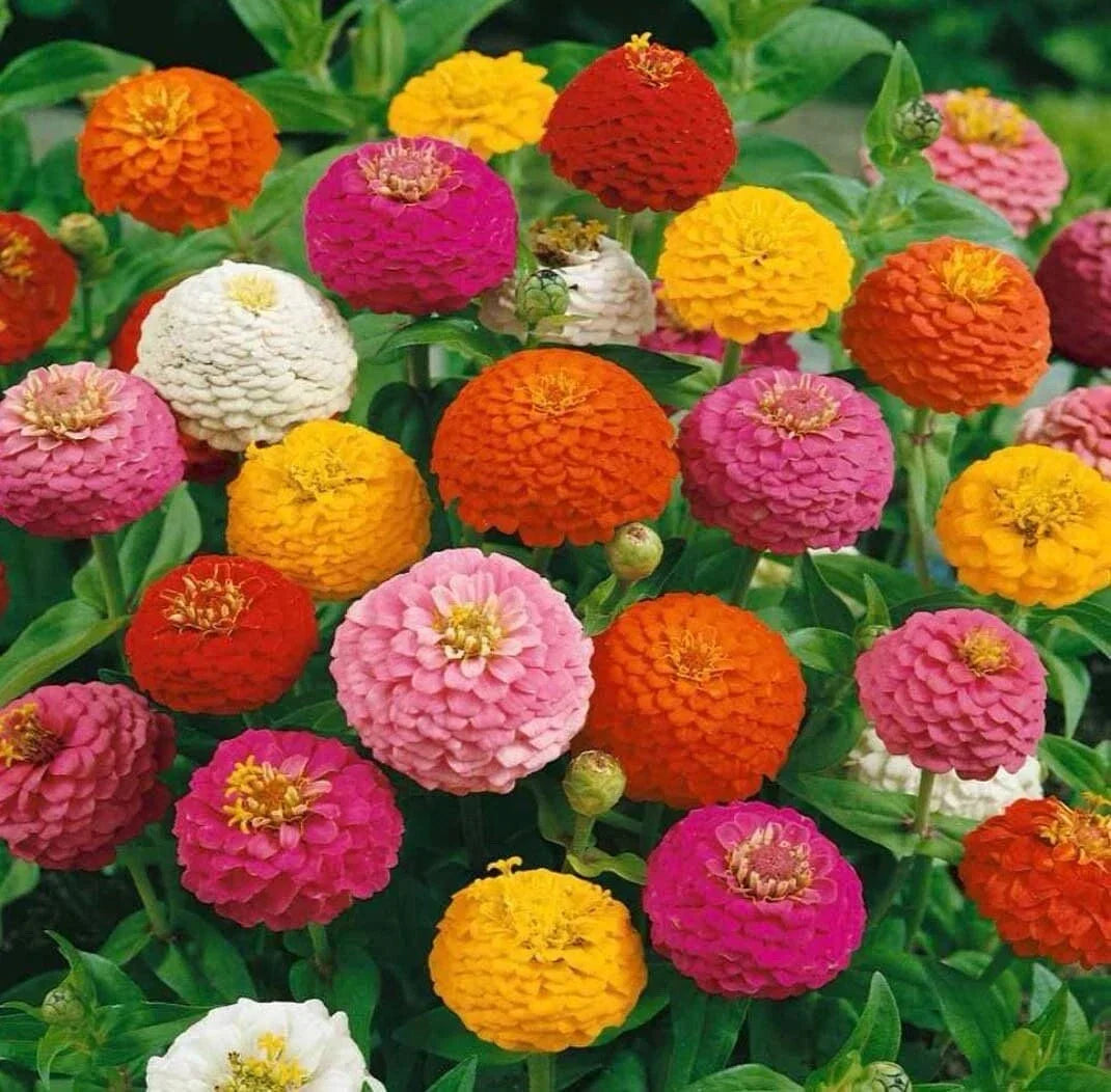 Zinnia Seeds - Thumbelina Mix Dwarf - Non-GMO, Vibrant Colors, Zinnia elegans, Perfect for Gardens & Containers