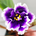 African Violet Leaf Cutting - DN-Royal Blue Variety - Saintpaulia ionantha