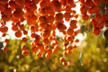 American Persimmon Tree Seeds - 20 Pack, Diospyros virginiana, Native Tree for Garden, Deciduous, Drought Tolerant, Full Sun