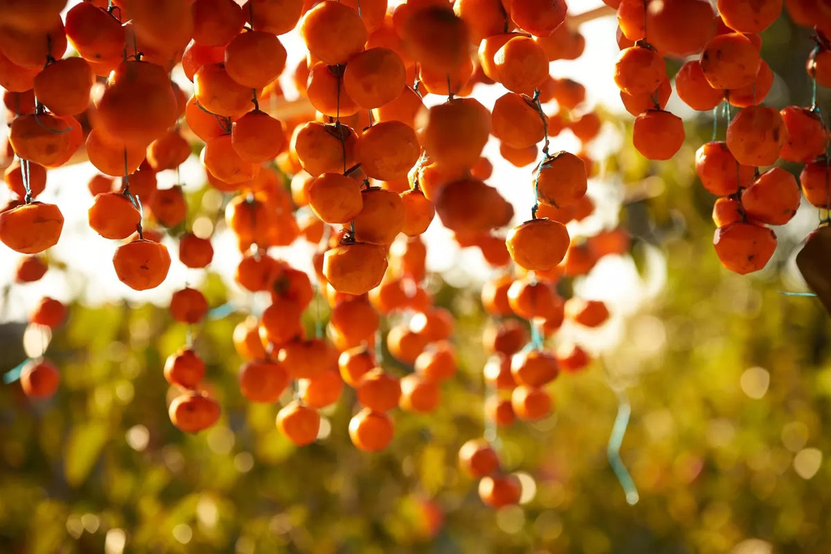 American Persimmon Tree Seeds - 20 Pack, Diospyros virginiana, Native Tree for Garden, Deciduous, Drought Tolerant, Full Sun