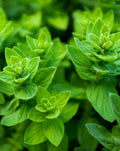 Italian Oregano Seeds - 10,000 Heirloom Herb Seeds for Culinary Use - Origanum vulgare - USA Grown