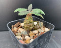 Dorstenia Hybrid Succulent Plant - Rare Well Rooted 2 Inch Pot Indoor Succulent