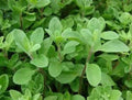 Fresh Sweet Marjoram Seeds - 100 Pack, Origanum majorana Herb for Culinary & Garden, Non-GMO, Free USA Shipping