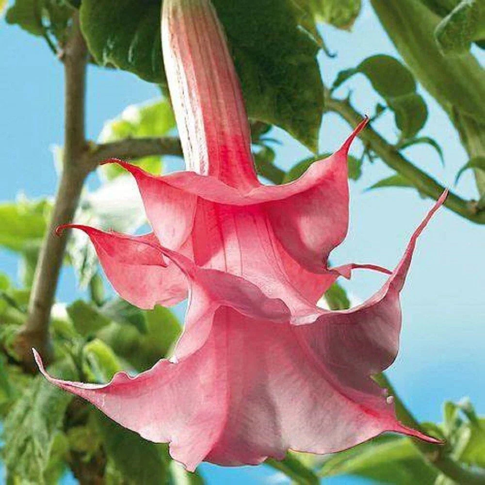 Double Pink Rose Angel Trumpet Seeds - Brugmansia Datura - 10 Pack - Fragrant, Large Blooms, Tropical Garden Plant