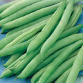Green Bean Seeds - Phaseolus vulgaris - Non-GMO, Bush Variety, Fresh Seeds for Home Garden & Container Planting