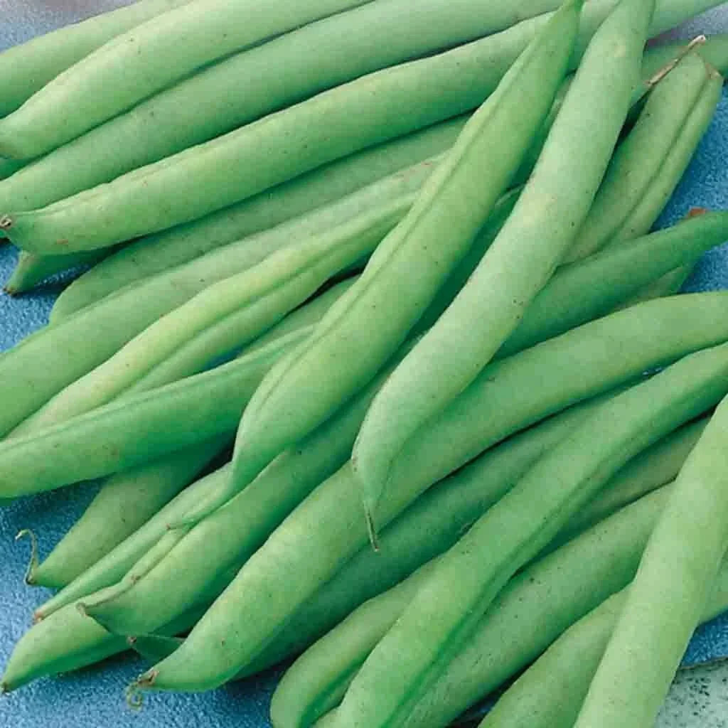 Green Bean Seeds - Phaseolus vulgaris - Non-GMO, Bush Variety, Fresh Seeds for Home Garden & Container Planting