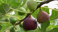 Magnolia Fig Seeds - 100+ Ficus carica Deciduous Tree for Garden Planting, Edible Figs, Pollinator Attractant