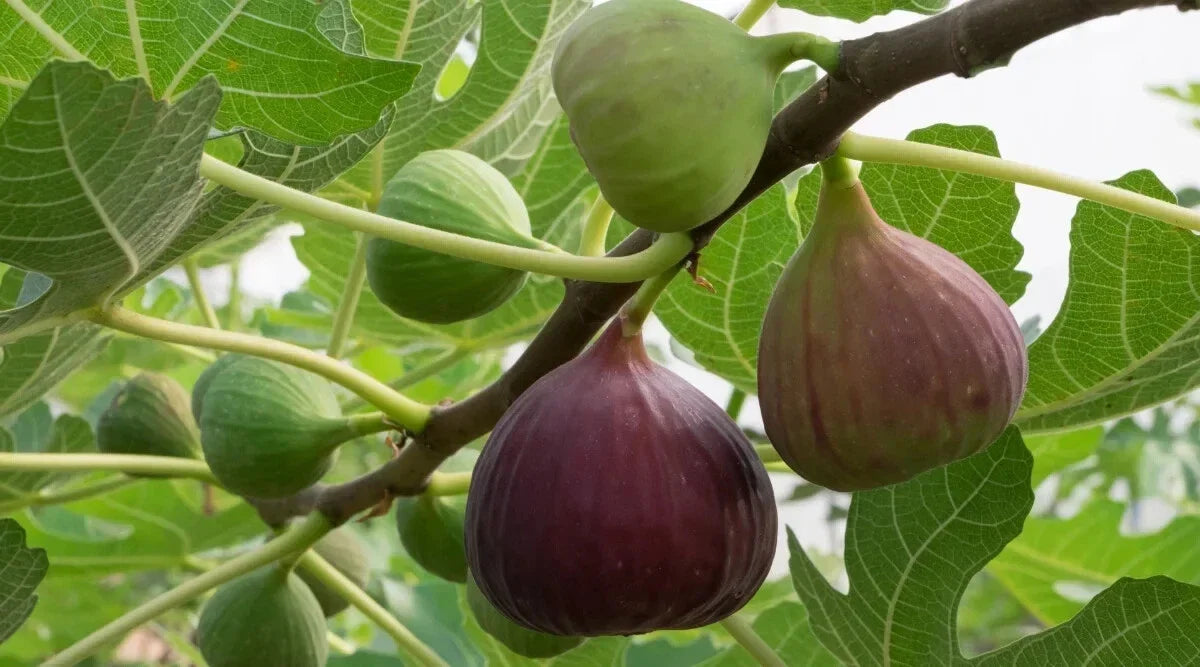 Magnolia Fig Seeds - 100+ Ficus carica Deciduous Tree for Garden Planting, Edible Figs, Pollinator Attractant