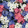 Forget Me Nots Seeds - Mixed Colors, Perennial, Myosotis spp., 500 Non-GMO Seeds for Pollinator Gardens