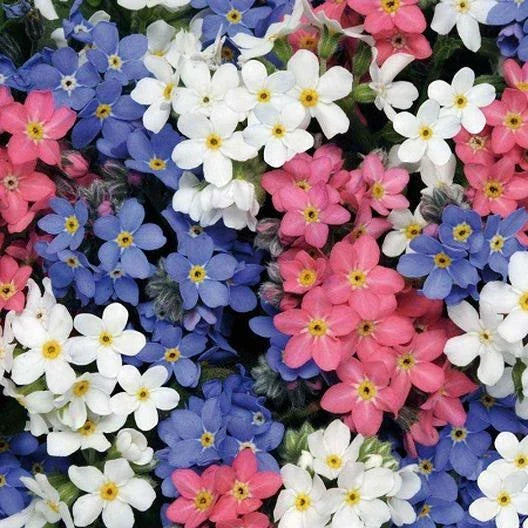 Forget Me Nots Seeds - Mixed Colors, Perennial, Myosotis spp., 500 Non-GMO Seeds for Pollinator Gardens