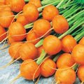 Round Parisian Carrot Seeds - Heirloom Non-GMO, 100+ Daucus carota Subsp. sativus, Compact, Round, Sweet, Organic Vegetable Seeds
