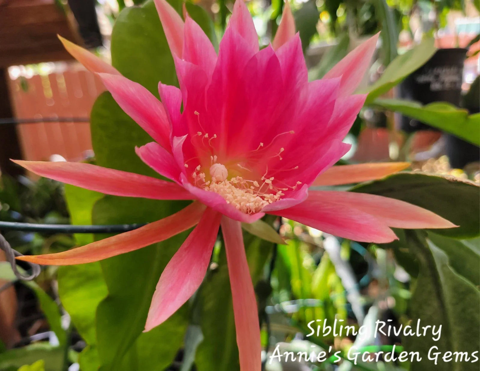 Epiphyllum Unrooted Cuttings - Sibling Rivalry Variety - 8-10 Inches Long - Propagation Plant for Indoor & Outdoor Gardening