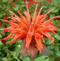 Orange Bee Balm Seeds - 100 Count, Monarda didyma, Perennial Hummingbird & Butterfly Flower Seeds for Garden Beds & Containers