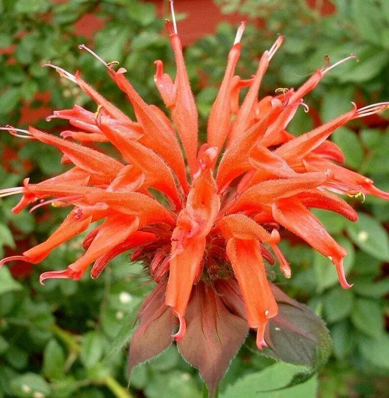 Orange Bee Balm Seeds - 100 Count, Monarda didyma, Perennial Hummingbird & Butterfly Flower Seeds for Garden Beds & Containers