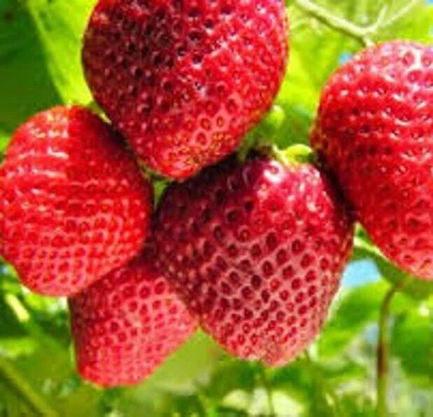 Organic Strawberry Seeds - 50 Count, Fragaria, Fruit & Berry Seeds, Non-GMO Gardening Supplies