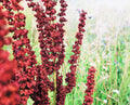 Cactusweed Seeds 50 Count Rumex crispus Curly Dock Non-GMO Garden Planting Seeds