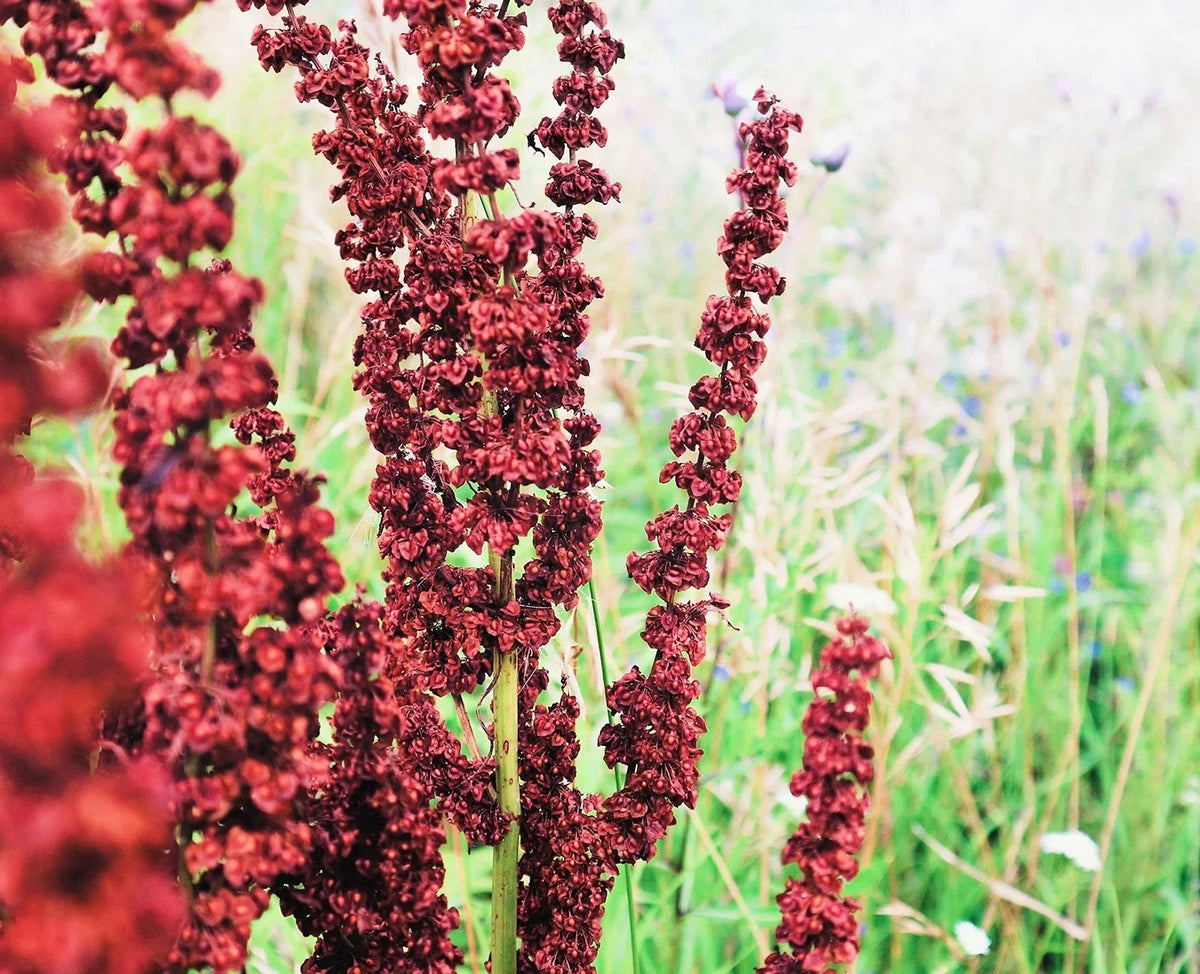 Cactusweed Seeds 50 Count Rumex crispus Curly Dock Non-GMO Garden Planting Seeds