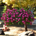 Vinca Seeds Set of 1000 | Sunsplash Burgundy Catharanthus roseus Garden Flower Seeds