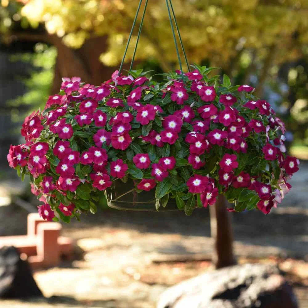 Vinca Seeds Set of 1000 | Sunsplash Burgundy Catharanthus roseus Garden Flower Seeds