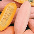 Jumbo Pink Banana Squash Seeds - Heirloom Non-GMO Cucurbita maxima, Vining, Organic, Pack of 10