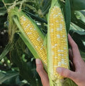Peaches and Cream Sweet Corn Seeds – Organic Hybrid Non-GMO, 1000+ Seeds for Planting, Zea mays