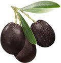 Bonsai Olive Tree Seeds 10 Pack Olea europaea for Indoor Outdoor Growth, Compact and Bushy