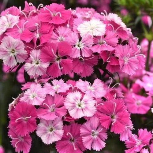 Dianthus 'Sweet Rose Magic' Pelleted Seeds - Pink Flowering Perennial for Borders, Containers, Bees, Butterflies