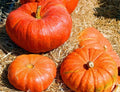 Cinderella Pumpkin Seeds 10+ Count | Rouge Vif D'Etampes Heirloom Non-GMO Cucurbita pepo