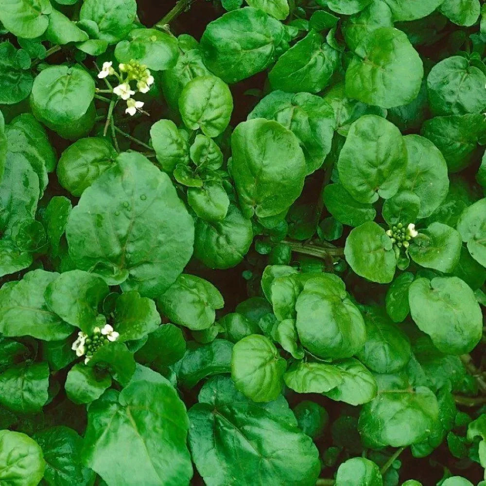 Watercress Seeds - 300+ Organic Heirloom Non-GMO Nasturtium officinale for Salad & Garnish