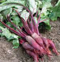 Beet Seeds - Cylindra Non-GMO Heirloom Organic Beta vulgaris - 100 Seeds for Gardening