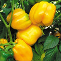Canary Yellow Sweet Bell Pepper Seeds – NON-GMO Heirloom, Capsicum annuum, Compact Bushy Plant, Bright Yellow Color, Vegetable Seeds