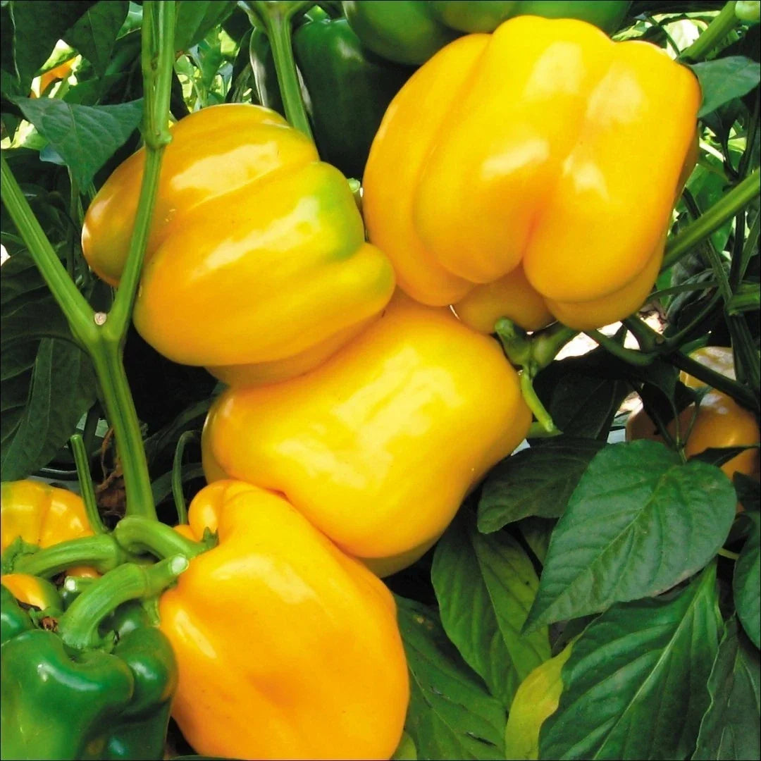 Canary Yellow Sweet Bell Pepper Seeds – NON-GMO Heirloom, Capsicum annuum, Compact Bushy Plant, Bright Yellow Color, Vegetable Seeds