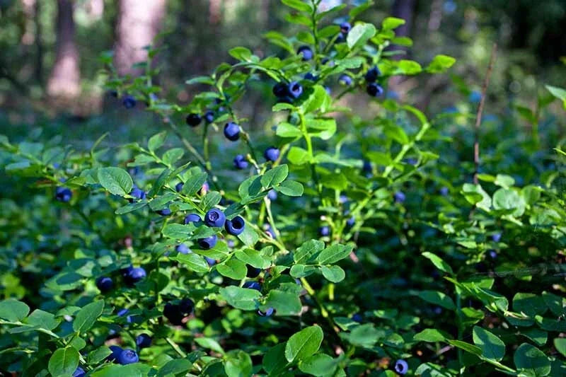 Lowbush Blueberry Seeds - Organic Vaccinium angustifolium - 30 Count for Home Garden, Container Growing, American Grown