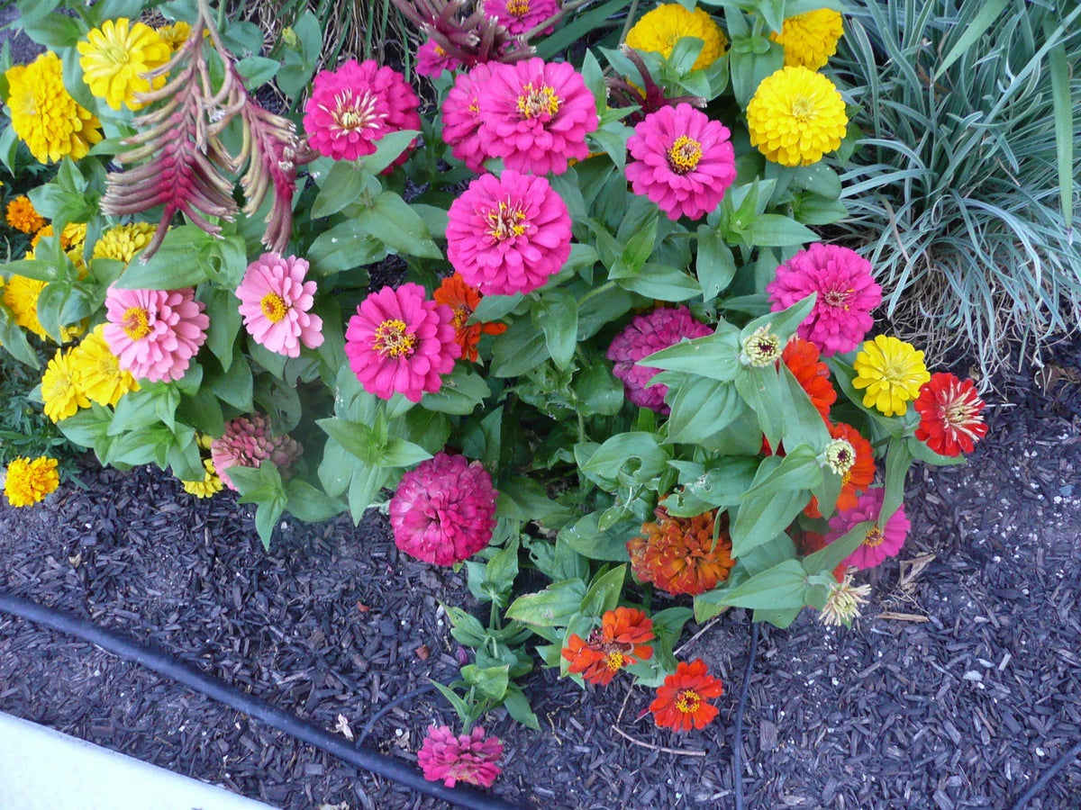 Dwarf Zinnia Seeds - 45 Pack - Zinnia elegans Flower Seeds for Garden, Container, Border, Pollinator-Friendly