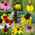 Coneflower Seeds - Echinacea purpurea Mix for Attracting Finches, Perennials, 500+ Seeds