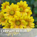 Chrysanthemum Seeds - Golden Tide Mum - 200+ Annual Flower Seeds for Gardens - Chrysanthemum morifolium
