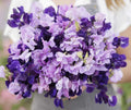 Sweet Pea Seeds Purple Mix - Fragrant Climbing Vine, Non-GMO, 15 Seeds, Lathyrus odoratus